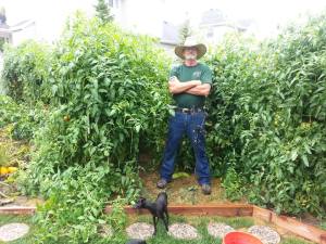 Seven foot high tomato trees!