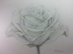 M'Lady Wanted a Rose Garden